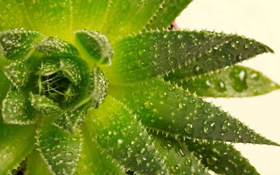 Wunderpflanze Aloe Vera: Was sie alles kann & warum sie gut für dich ist