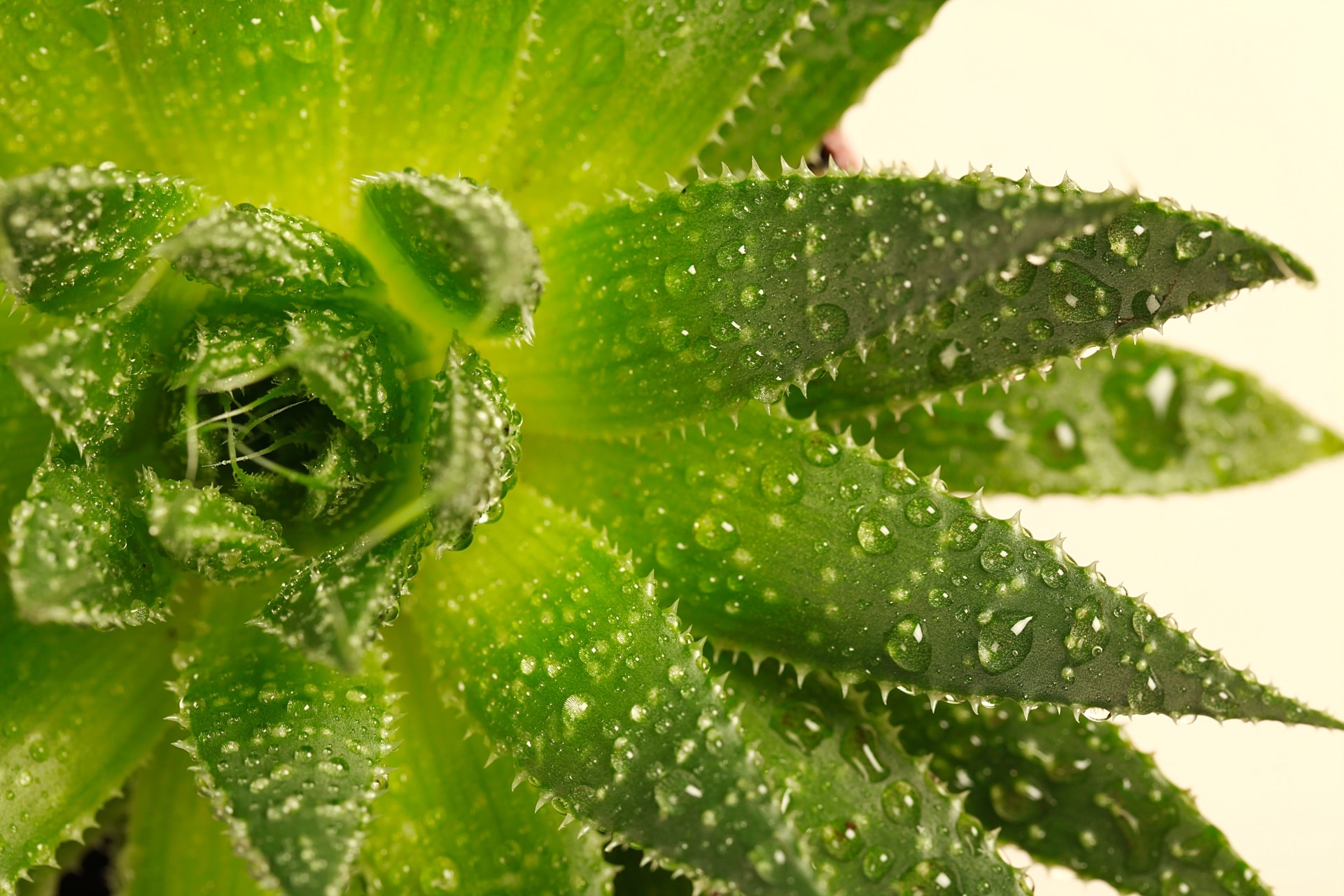 aloe vera in banane pflanzen Aloe Vera Pflanze - echter Aloe Vera main image 0