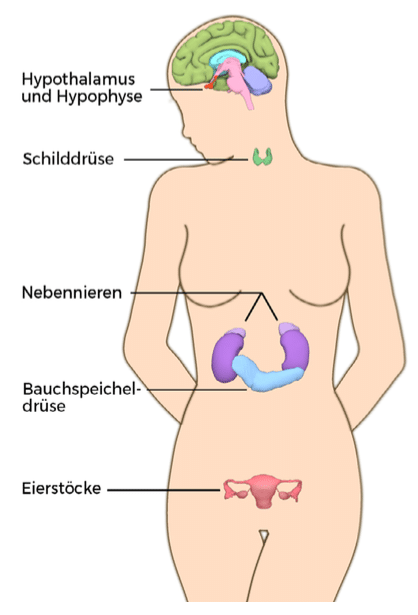 Endokrines_System