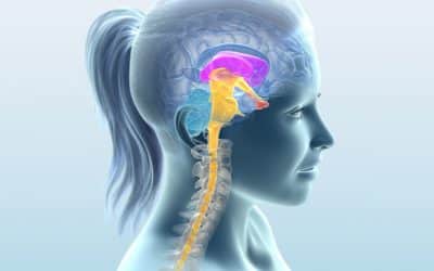 Die Hypophyse – Schaltzentrale im Gehirn: Wie 9 Hormone deinen Körper am Laufen halten